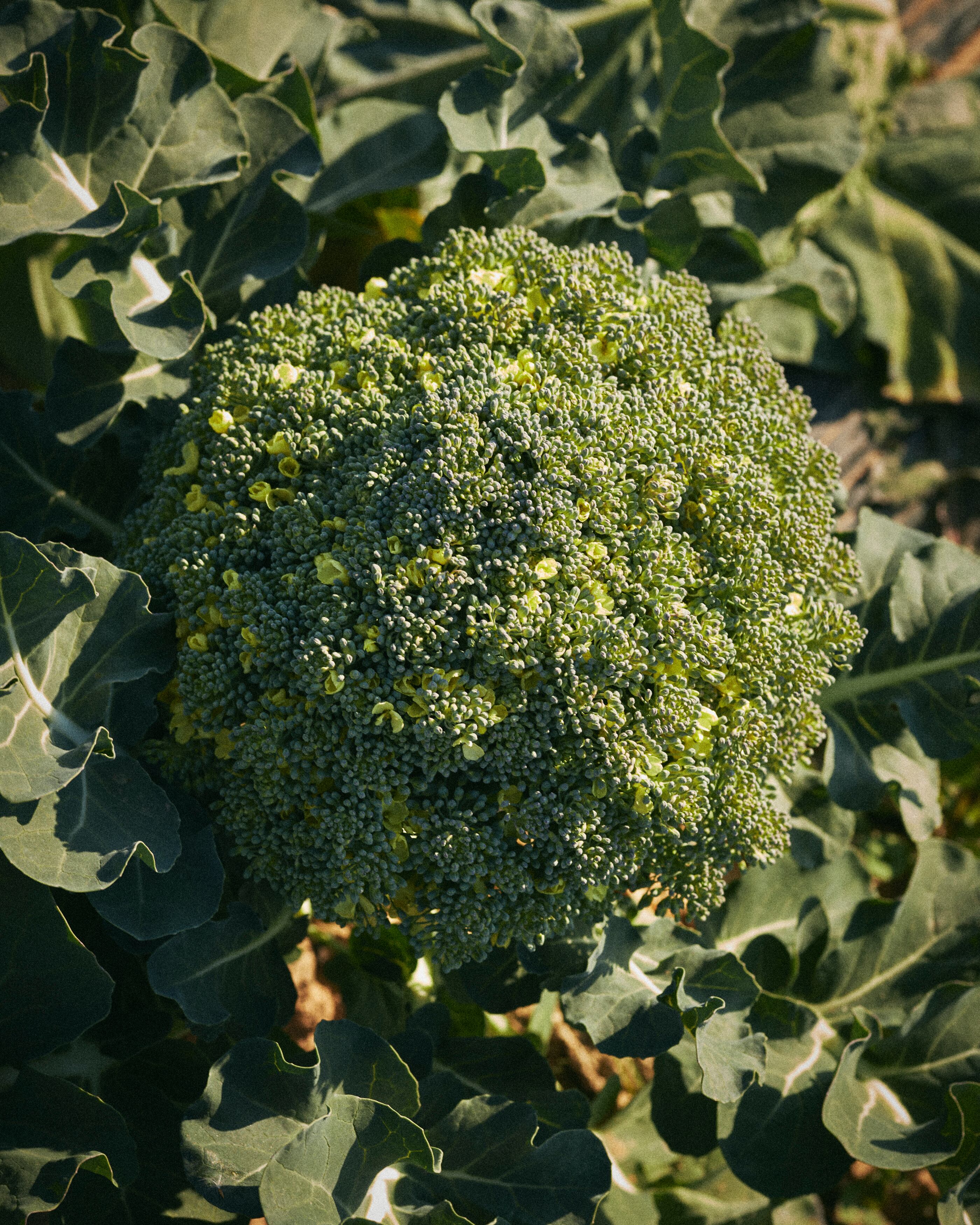 Un brócoli en uno de los campos de la distribuidora Soulblim.