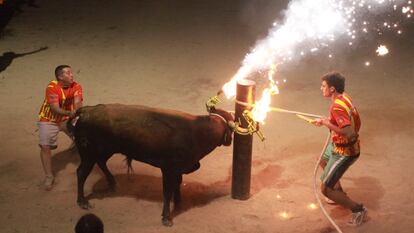 Un 'bou embolat' en un festejo en las Terres de l'Ebre.