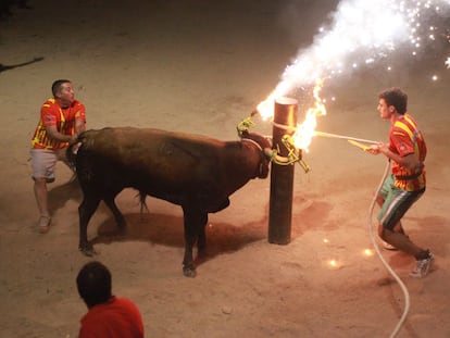 Un 'bou embolat' en un festejo en las Terres de l'Ebre.