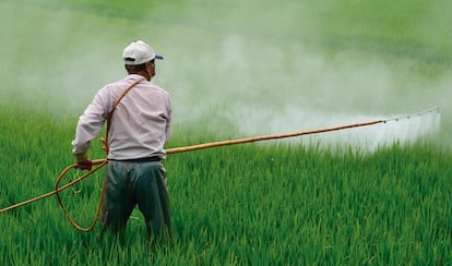 Un hombre vierte plaguicida sobre un cultivo