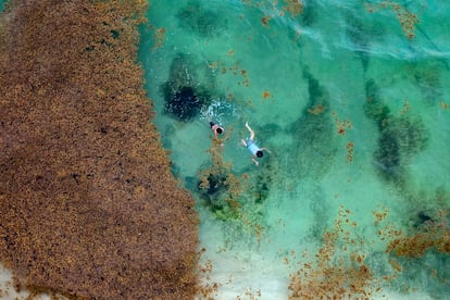Turistas nadan en la playa de Xcalacoco al lado de sargazo en Playa del Carmen, Quintana Roo