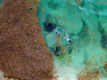 Turistas nadan en la playa de Xcalacoco al lado de sargazo en Playa del Carmen, Quintana Roo