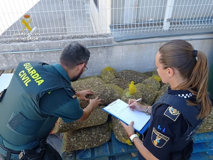 La Guardia Civil localiza casi 250 kilos de caracoles sin control sanitario en Valencia.