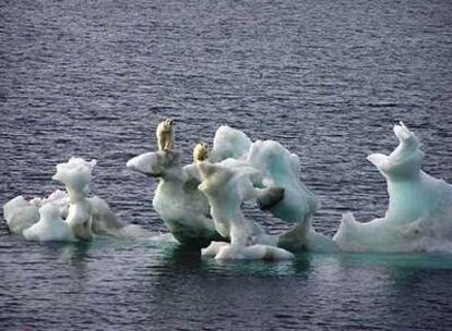 Dos osos sobre unos trozos de hielo ártico en el norte de Alaska.