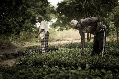Hubo algunos que cambiaron el cultivo de tabaco por otros. En la imagen, Hamsa Martin Singa (en segundo plano) ha dejado de cultivar tabaco. Él y su hijo lo han sustituido por plantones de frutales que venden a las plantaciones de los alrededores.