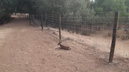 Un corzo junto en una finca vallada en Valdetorres del Jarama.