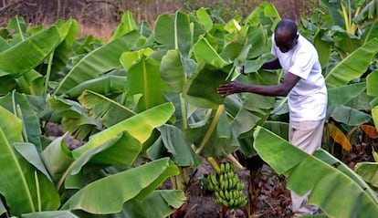Kalilu Jammeh enseña los primeros plátanos de los bananeros de Jirong, con los que espera crear oportunidades para los jóvenes de su país. 