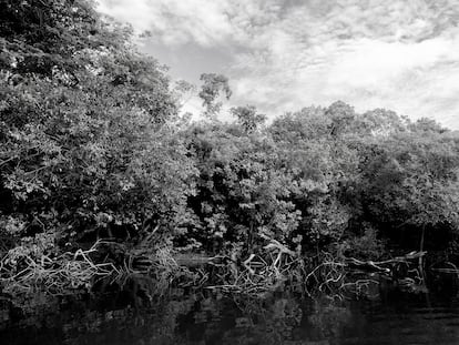 Afluente del río Vichada, Colombia, diciembre de 2023.