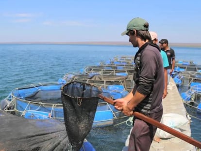 Os jovens que criam peixes para alimentar seus sonhos