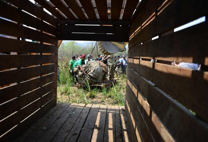 Se necesitará al menos una semana para capturar y transportar a los rinocerontes restantes a su nuevo hábitat, que ya alberga a ocho de sus familiares.
