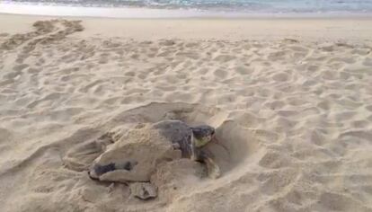 La tortuga, aquest dimecres a la platja de Premià.