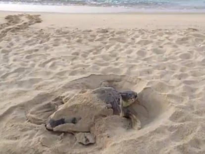 La tortuga, aquest dimecres a la platja de Premià.