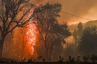 Las llamas queman los árboles en el municipio de Baiao, Portugal, este lunes.