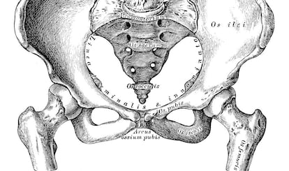 Ilustracion científica de una pelvis