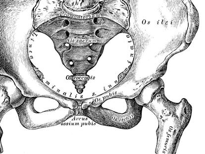 Ilustracion cient&iacute;fica de una pelvis