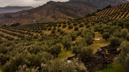 Trabajo de recogida de la aceituna en un olivar ecológico en Mogón (Jaén).