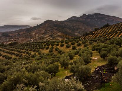 Trabajo de recogida de la aceituna en un olivar ecológico en Mogón (Jaén).