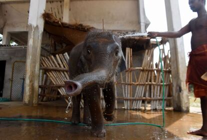 Un hombre moja a una cría de elefante durante un día caluroso en el zoológico nacional de Arignar Anna, en Chennai, India.