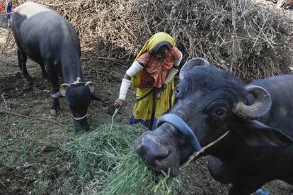 Tangoo, una de las trabajadoras de este sector, alimenta a sus búfalos en el exterior de su casa.