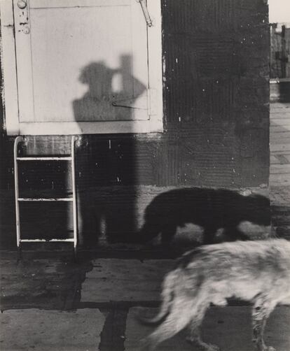 My Shadow with Dog "Schubi", 1948