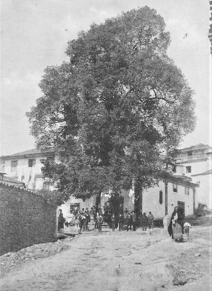 Postal de Vidago, Portugal, imagen de la portada del libro de Ignacio Abella 'Olmos. La cultura de un árbol venerable'. Colección de Júlio Silva.