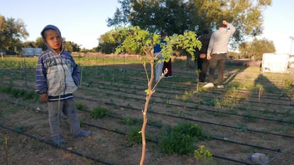 El nieto de Fátima junto a una moringa en la parcela familiar.