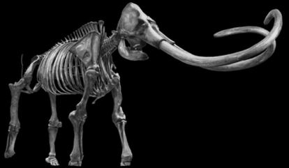 Recreación de un esqueleto de mamut expuesta en el Museo Page de Los Ángeles.