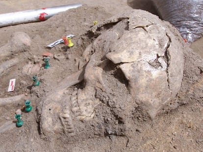 Cráneo de la gran dama, cuerpo femenino encontrado en el yacimiento de Humanejos (Parla).