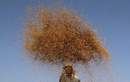 Un agricultor avienta la cosecha de arroz en un campo en las afueras de Agartala, India.