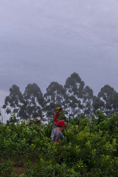 Samuel, de 18 años, trabaja cortando las plantas en el yerbal.