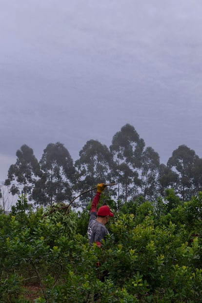  Samuel, de 18 años, trabaja cortando las plantas en el yerbal.