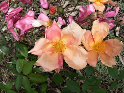 Los tonos de la rosa 'Mutabilis' contrastan a la perfección.