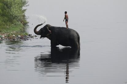 Un cuidador de elefantes subido al animal en el río Yamuna, en Nueva Delhi (India).