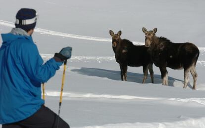 En estas montañas hay más alces que humanos.