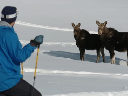 En estas montañas hay más alces que humanos.