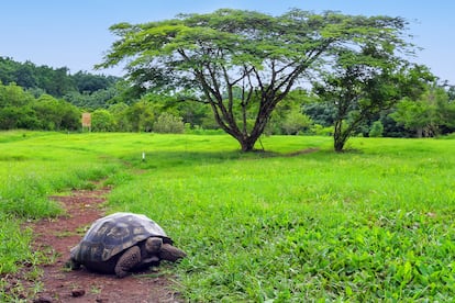 Ejemplar de tortuga gigante en el parque nacional Galápagos (Ecuador), donde la filantropía juega un papel clave para su conservación.