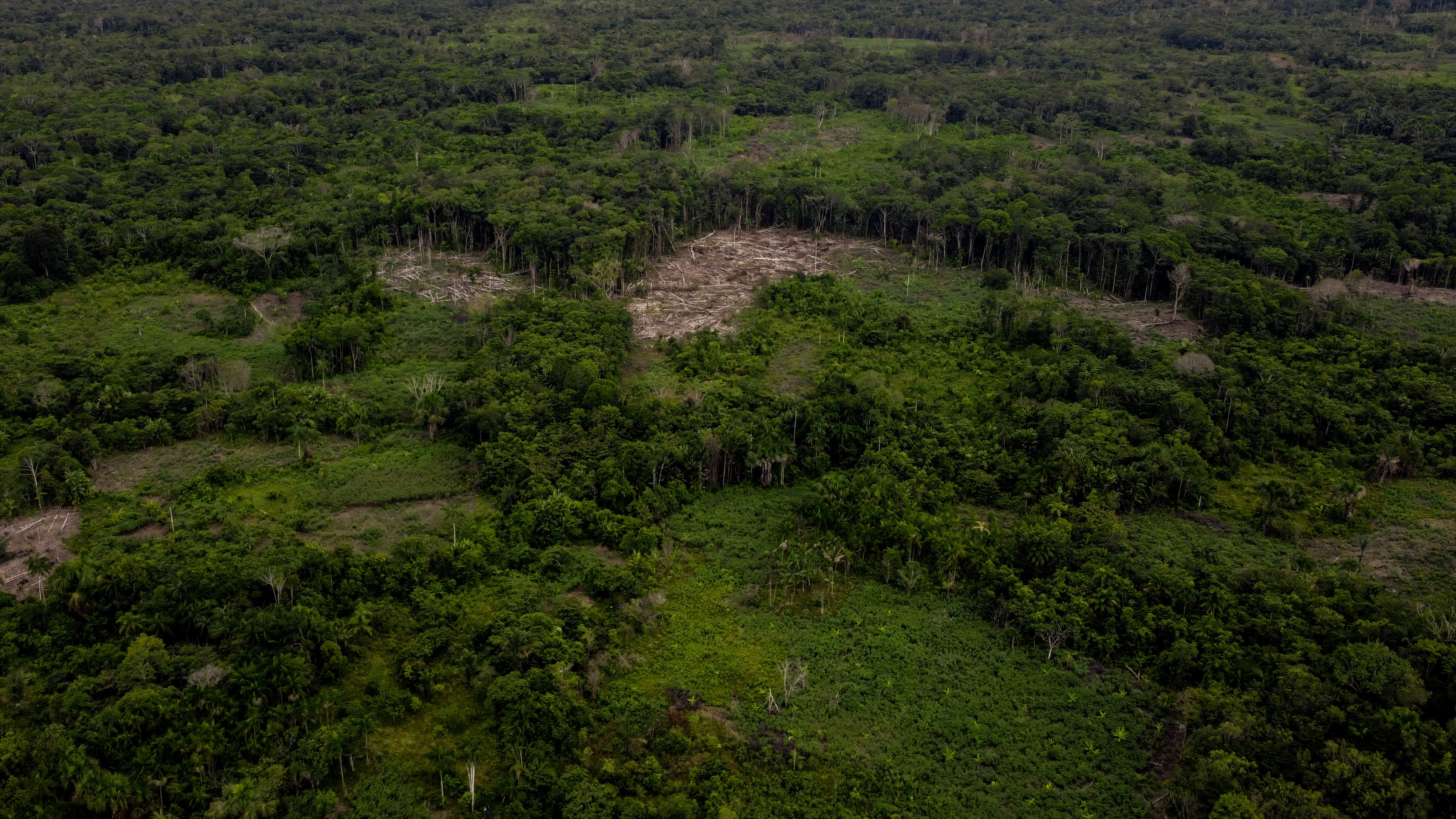 Más de un tercio de las especies de árboles del planeta está en peligro de...