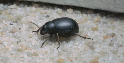 Un ejemplar de 'Pimelia granulicollis'.