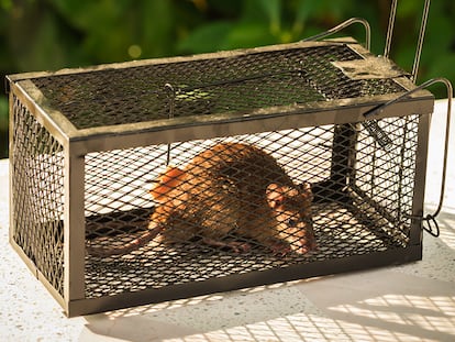 Un ratón atrapado en una jaula.