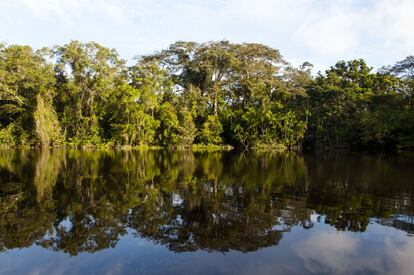 Flora icónica de la Amazonía ecuatoriana, observada a lo largo del río Yasuní. 