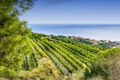 La comarca barcelonina del Maresme, com que queda encaixonada entre la capital catalana i la Costa Brava, passa desapercebuda per a molts visitants. I és una veritable pena, perquè aquest tram de costa protegit pels massissos del Montnegre i el Corredor té racons tan espectaculars com un poble amb denominació d'origen pròpia, un mercat de flors, mansions modernistes i fins i tot un museu atapeït de dibuixos de Picasso, a més de magnífiques platges. <br><br>Al poble d'Alella, a dos quilòmetres del mar, encara hi queden boniques masies, algunes del segle XIV. Aquesta vila de llarga tradició vinícola té <a href="http://doalella.com/" target="_blank">la seva pròpia denominació d'origen</a> i els seus vins, que ja s'elaboraven en temps dels romans, poden provar-se al modernista <a href="https://alellavinicola.com/" target="_blank">Celler Cooperatiu Alella Vinícola</a> i en altres cellers locals com <a href="https://bouquetdalella.com/" target="_blank">Bouquet dÀlella</a>, <a href="http://www.roura.es/" target="_blank">Roura</a> o <a href="https://altaalella.wine/es/" target="_blank">Alta Alella</a>. Després d'un bon tast de vins, es pot anar cap a la costa a les properes platges del Masnou, passar pel club nàutic i el port esportiu d'aquest poble i apropar-nos fins a Premià de Mar per descobrir alguns edificis neoclàssics, com la Masia Ribas, i altres de noucentistes, com Can Roure, o Can Manent, del segle XVI, l'edifici més antic del poble. <br><br>Els amants del disseny també poden visitar <a href="https://museuslocals.diba.cat/museu/7802" target="_blank">el Museu de l’Estampació</a>, que il·lustra sobre la història de l'estampació tèxtil a Catalunya. Tant a Premià com a gairebé tots els pobles de la ruta, després de visitar el centre val la pena baixar fins a la platja i, si el temps acompanya, fer una bona capbussada al mar. Per això, caldrà superar la via del tren, autèntica barrera arquitectònica entre els pobles i el mar. Per això és important que, en arribar a cadascun dels municipis, es presti especial atenció als pocs carrers que sempre en forma de túnel sortegen la via del tren (i sovint la Nacional II) i permeten arribar a les platges i els ports esportius de tot el Maresme.