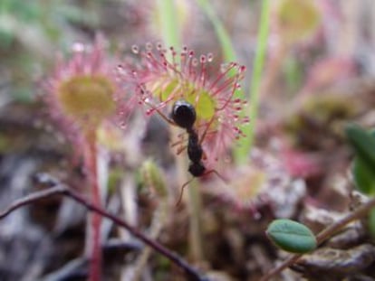 Los alquimistas creían que esta planta contenía el elixir de la vida. Darwin encontró en ella la razón de ser de las plantas insectívoras