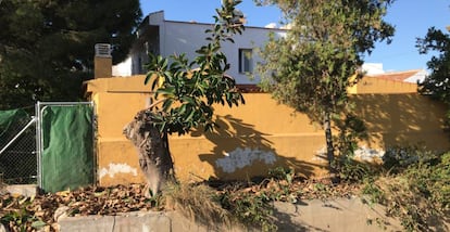 Así ha quedado el ficus de la discordia, tras su poda este mismo viernes.