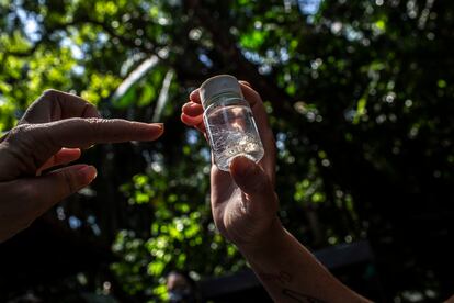 Un recipiente con gusanos extraídos del cadáver de un simio.