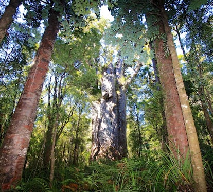 Es 'el padre del bosque'. Así se llama en maorí el Te Matua Ngahere, un ‘Agathis australis’ ubicado en el Bosque Waipoua (Nueva Zelanda) que acumula entre uno y cuatro milenios de vida, según distintos estudios. La conífera, de 16 metros de circunferencia, está considerada patrimonio natural local y es vigilada por los propios maoríes. Al Te Matua Ngahere llegan miles de turistas al año. Desde que la especie sufrió una enfermedad que atacaba a sus raíces, según informa la web del gobierno neozelandés, los visitantes están obligados a limpiar su calzado con un líquido antimicótico y seguir el camino pautado. "La presión humana es una de las amenazas principales para estos árboles", afirma el vicedecano. "Cuando pisamos la tierra de alrededor del árbol la compactamos y minimizamos la respiración del organismo. También, por ejemplo, podemos estar aplastando ciertos brotes".
