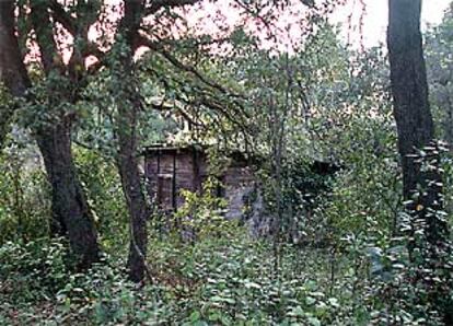 Paraje del bosque donde fue encontrado el niño maltratado.