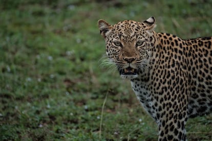 Un leopardo hembra que los guardabosques y los investigadores del Parque Nacional de la Reina Isabel conocen como “Grace”. No es nada sencillo censar a estos felinos, de costumbres crepusculares y tímidas. Pero los guardabosques están acostumbrados a observar los rastros de varios leopardos cada mañana.