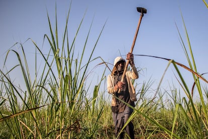 Un agricultor trabaja en una plantación de caña de azúcar en Migori (suroeste de Kenia), el mes pasado.