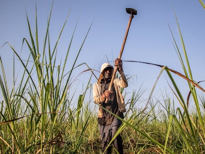Un agricultor trabaja en una plantación de caña de azúcar en Migori (suroeste de Kenia), el mes pasado.