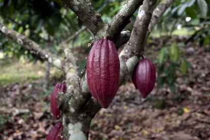 Vainas de cacao maduras, en una plantación en la granja de San Miguel, en Matagalpa.